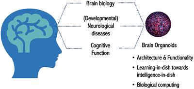 First Organoid Intelligence (OI) workshop to form an OI community